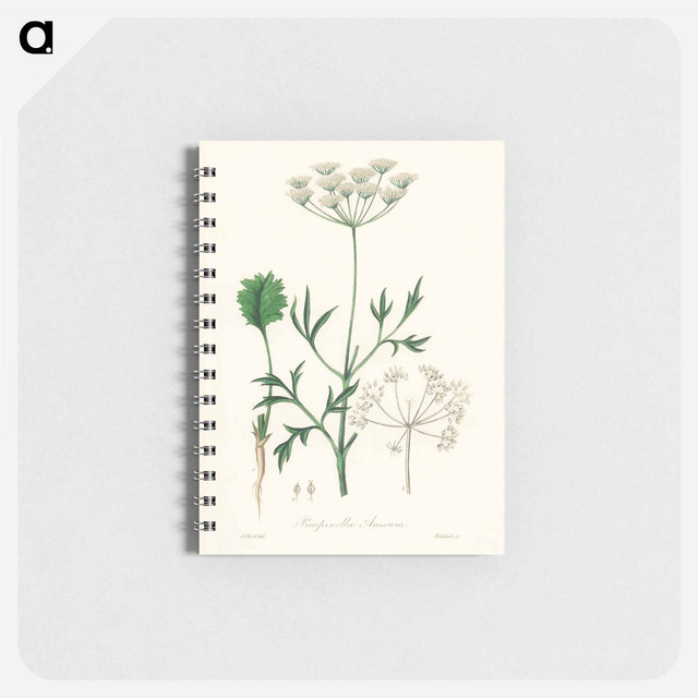 アートメモ帳-Aniseed Pimpinella anisum
 - 薬用植物学 Memo.