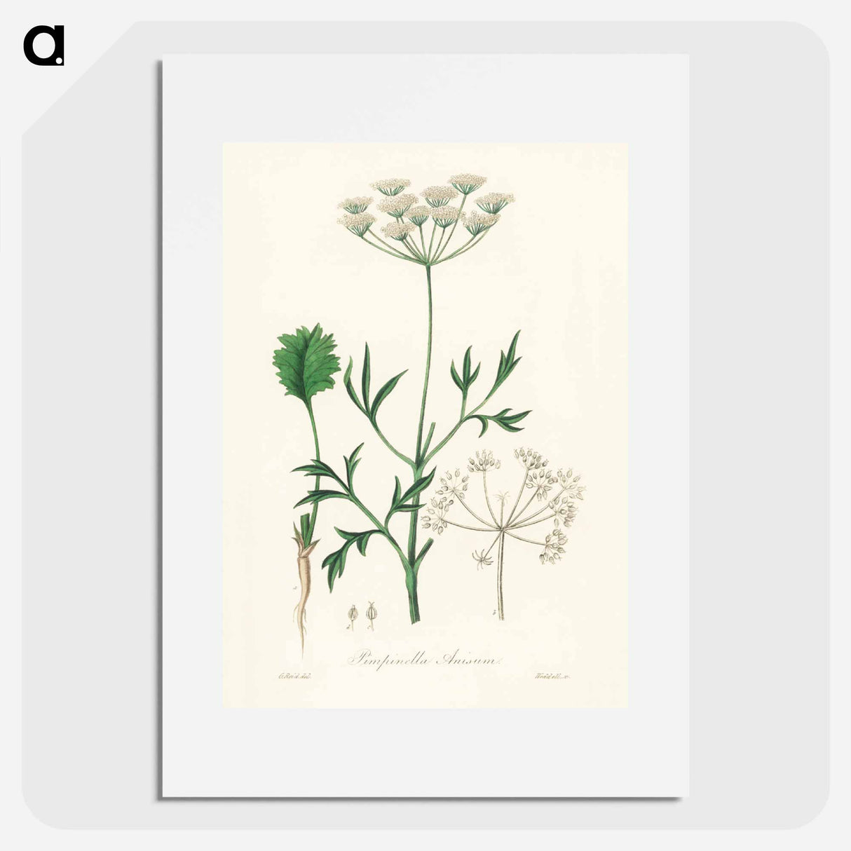 アートポスター-Aniseed Pimpinella anisum
 - 薬用植物学 Poster.