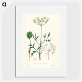 アートポスター-Aniseed Pimpinella anisum
 - 薬用植物学 Poster.