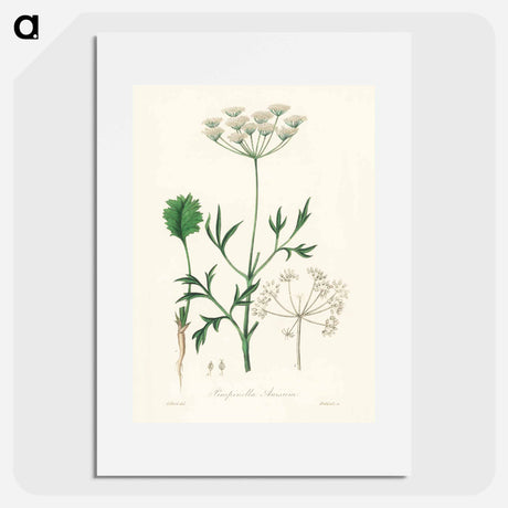 アートポスター-Aniseed Pimpinella anisum
 - 薬用植物学 Poster.