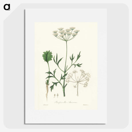1-26_Medical-Botany_picture