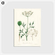 アートポストカード-Aniseed Pimpinella anisum
 - 薬用植物学 Postcard.