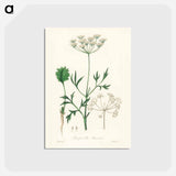 アートポストカード-Aniseed Pimpinella anisum
 - 薬用植物学 Postcard.