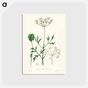 アートポストカード-Aniseed Pimpinella anisum
 - 薬用植物学 Postcard.