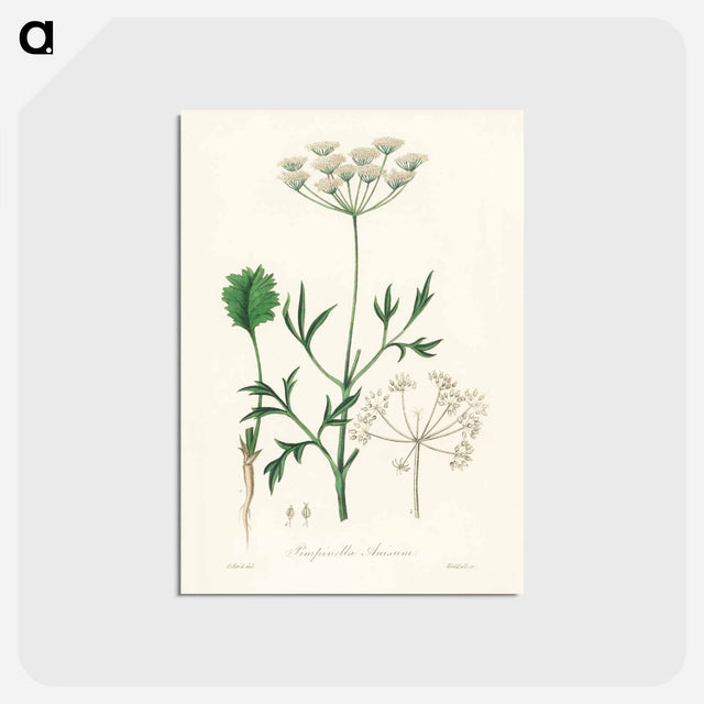 アートポストカード-Aniseed Pimpinella anisum
 - 薬用植物学 Postcard.