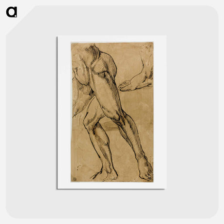 アートポストカード-Legs and Feet of Male Nude - ミケランジェロ ブオナローティ Postcard.