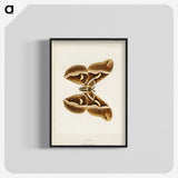 1-26_Moths-and-Butterflies-of-the-United-States_blk-crop