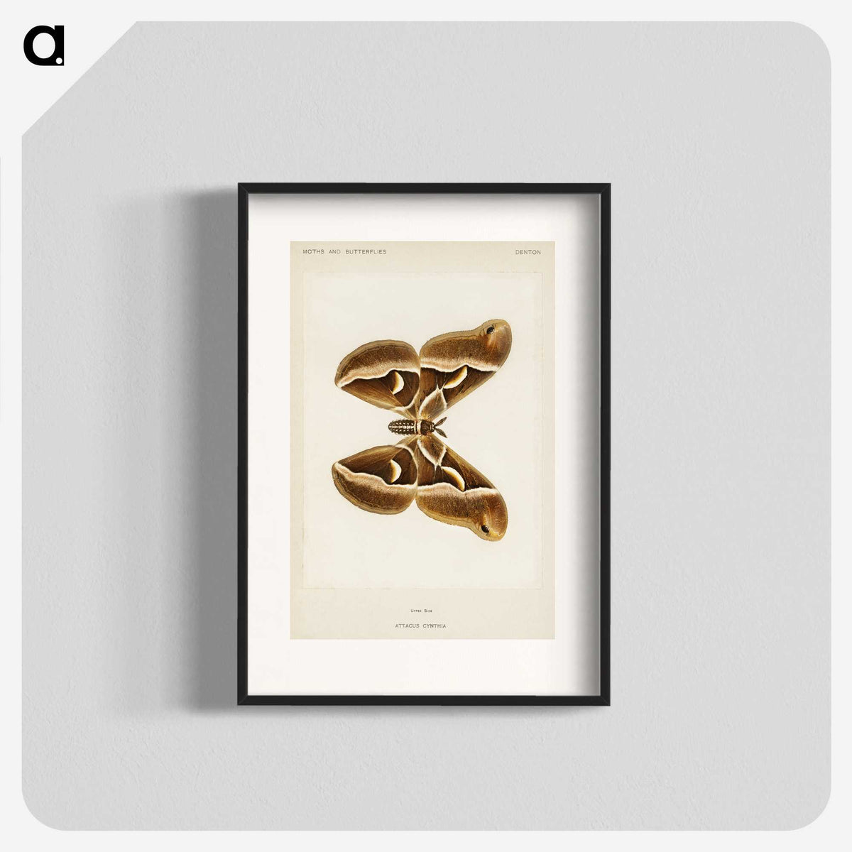 1-26_Moths-and-Butterflies-of-the-United-States_blk