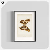 1-26_Moths-and-Butterflies-of-the-United-States_blk