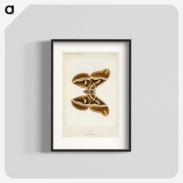 1-26_Moths-and-Butterflies-of-the-United-States_blk