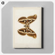 1-26_Moths-and-Butterflies-of-the-United-States_canvas