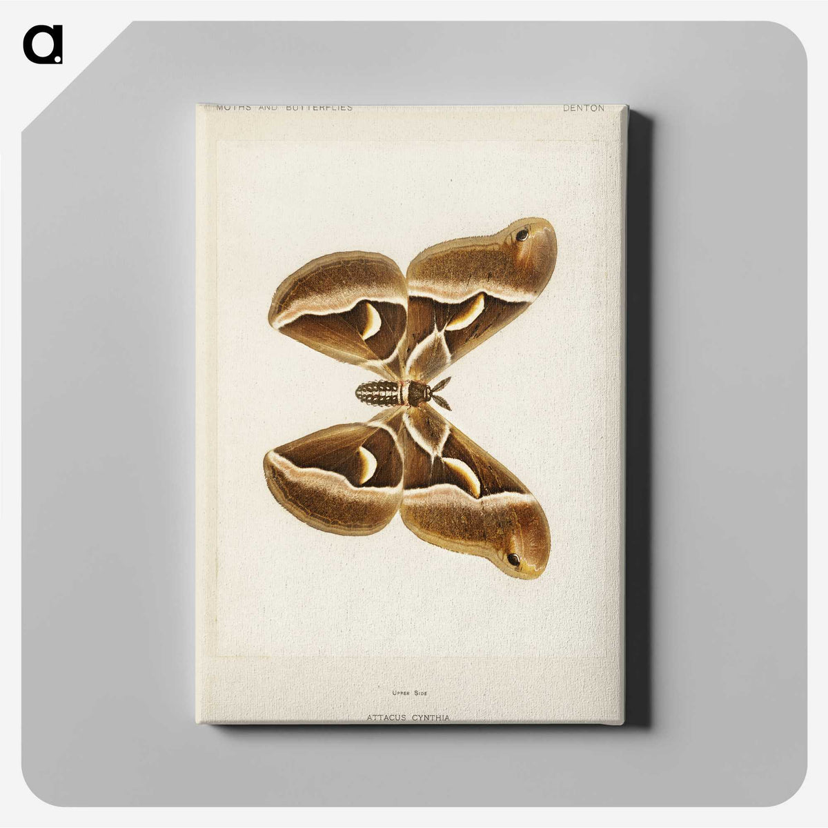1-26_Moths-and-Butterflies-of-the-United-States_canvas