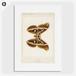 1-26_Moths-and-Butterflies-of-the-United-States_picture