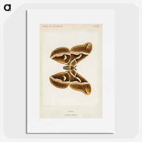 1-26_Moths-and-Butterflies-of-the-United-States_picture