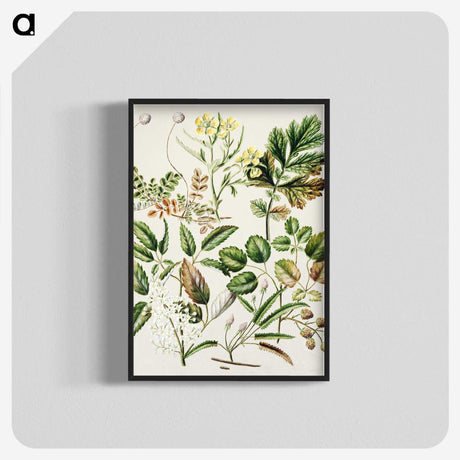 1-26_Native-Flowering-Plants-of-New-Zealand_blk-crop