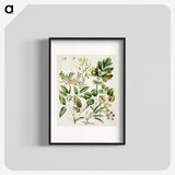 1-26_Native-Flowering-Plants-of-New-Zealand_blk