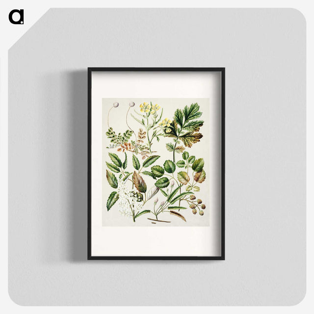 1-26_Native-Flowering-Plants-of-New-Zealand_blk