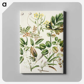 1-26_Native-Flowering-Plants-of-New-Zealand_canvas