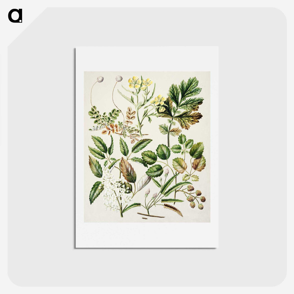 1-26_Native-Flowering-Plants-of-New-Zealand_hagaki