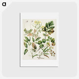 1-26_Native-Flowering-Plants-of-New-Zealand_hagaki