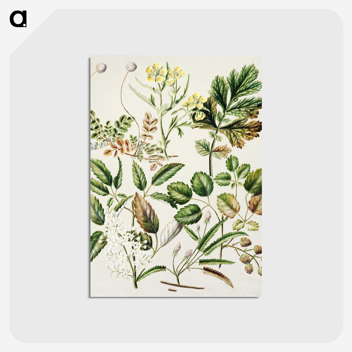 1-26_Native-Flowering-Plants-of-New-Zealand_postcard