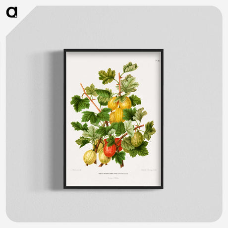 1-26_Nederlandsche-Flora-en-Pomona_blk-crop