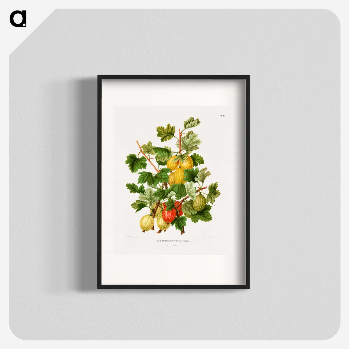 1-26_Nederlandsche-Flora-en-Pomona_blk