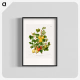 1-26_Nederlandsche-Flora-en-Pomona_blk