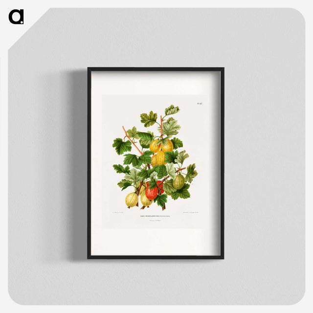 1-26_Nederlandsche-Flora-en-Pomona_blk