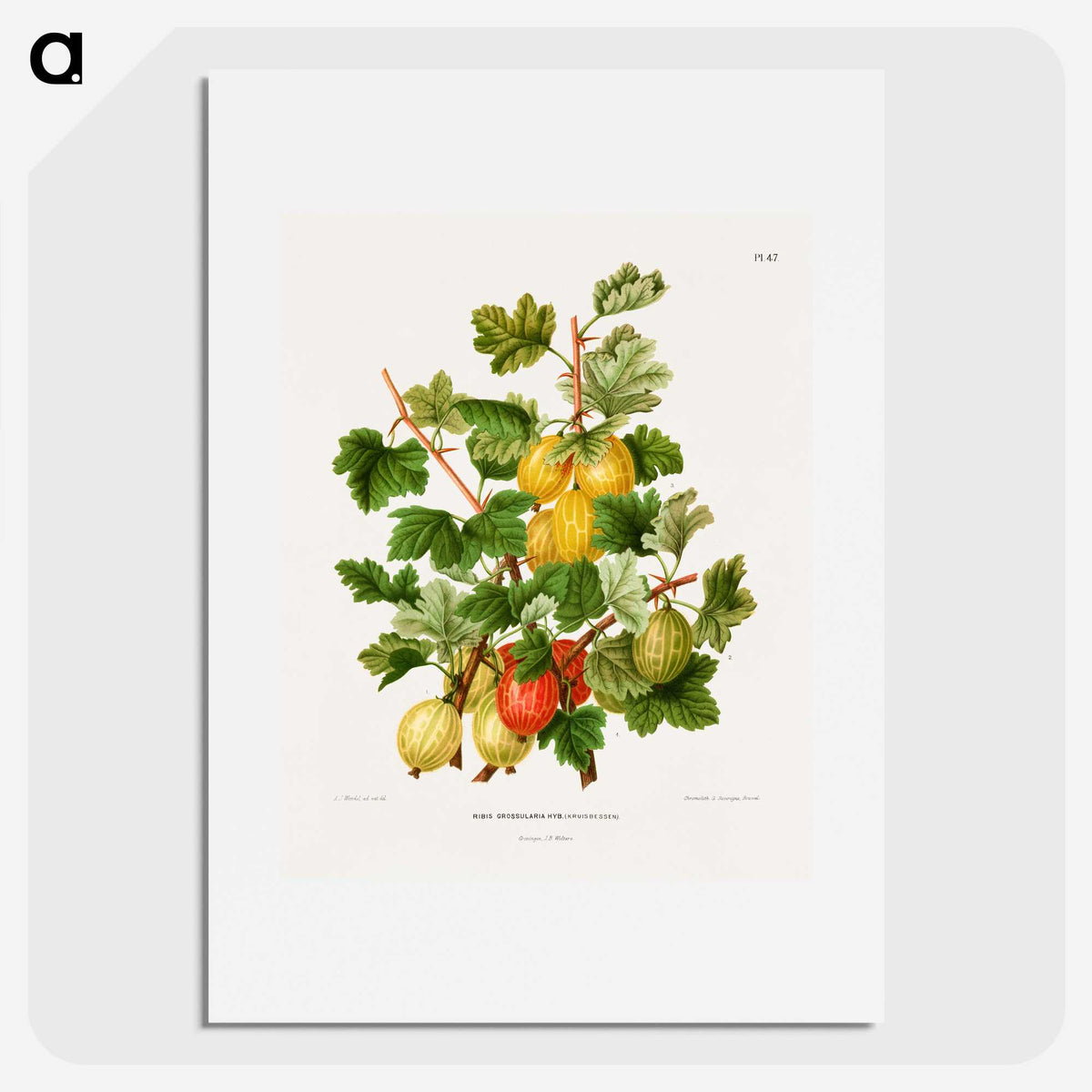 1-26_Nederlandsche-Flora-en-Pomona_picture