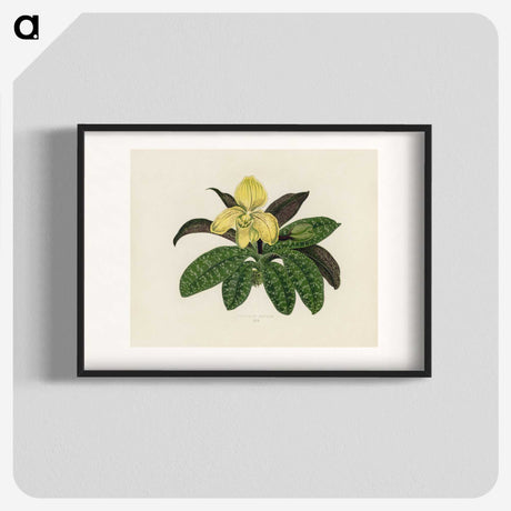 1-26_New-and-Rare-Beautiful-Leaved-Plants_blk
