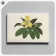 1-26_New-and-Rare-Beautiful-Leaved-Plants_canvas