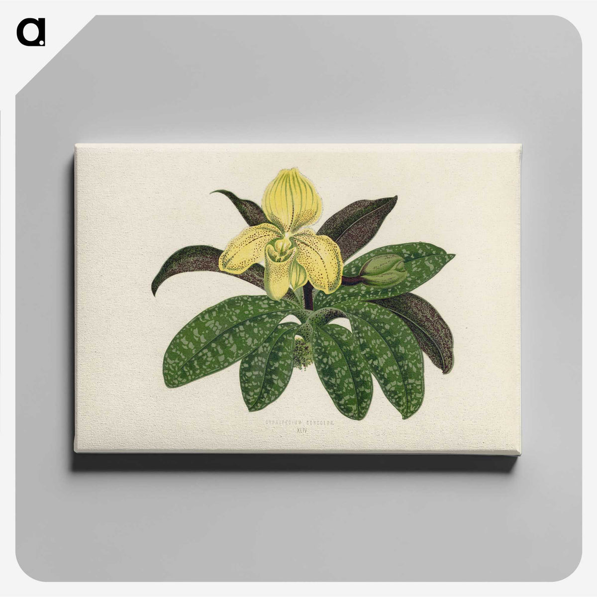 1-26_New-and-Rare-Beautiful-Leaved-Plants_canvas