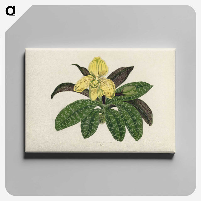 1-26_New-and-Rare-Beautiful-Leaved-Plants_canvas