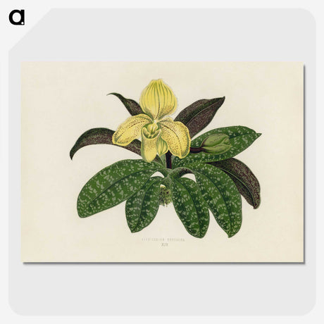 1-26_New-and-Rare-Beautiful-Leaved-Plants_picture-crop