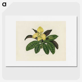 1-26_New-and-Rare-Beautiful-Leaved-Plants_picture