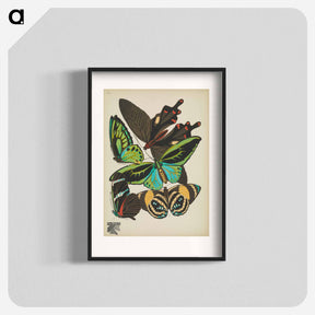 アートポスター-Vintage Butterflies
 - パピヨン Poster.