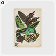 アートポストカード-Vintage Butterflies
 - パピヨン Postcard.