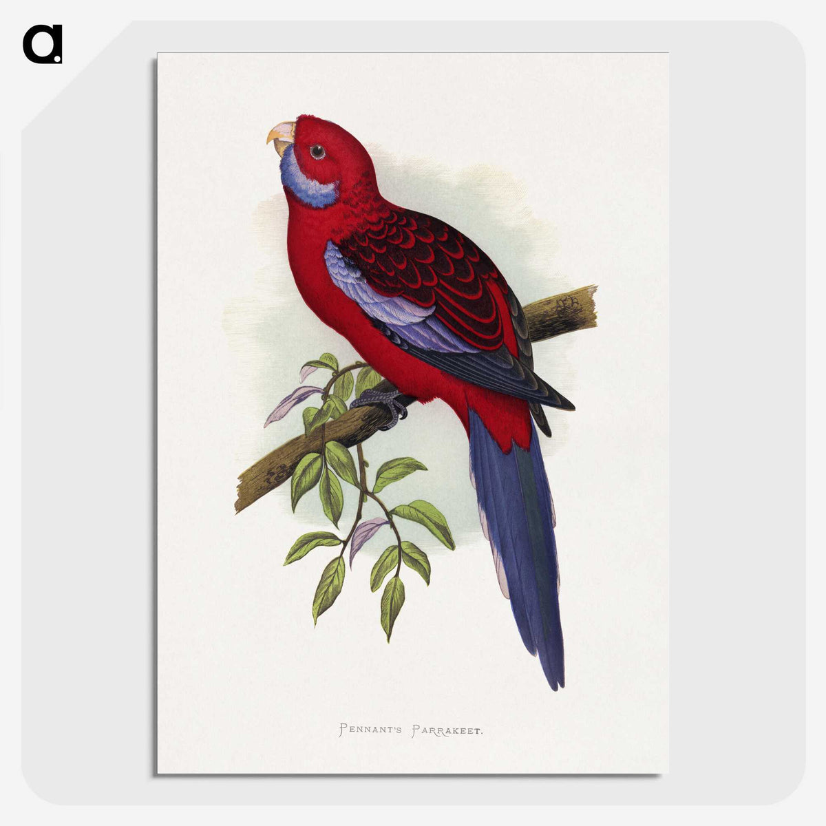 1-26_Parrots-in-Captivity_picture-crop