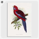 1-26_Parrots-in-Captivity_picture-crop