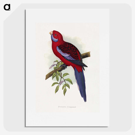 1-26_Parrots-in-Captivity_picture