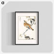 アートポスター-Eastern Waxwing
 - 鳥類図鑑 Poster.