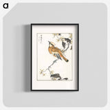 アートポスター-Eastern Waxwing
 - 鳥類図鑑 Poster.