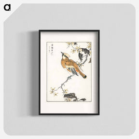 アートポスター-Eastern Waxwing
 - 鳥類図鑑 Poster.