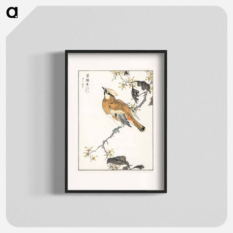 アートポスター-Eastern Waxwing
 - 鳥類図鑑 Poster.