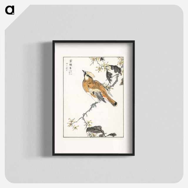 アートポスター-Eastern Waxwing
 - 鳥類図鑑 Poster.