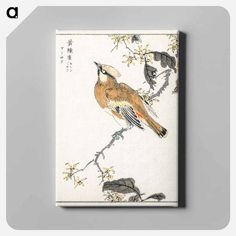 アートパネル-Eastern Waxwing
 - 鳥類図鑑 Canvas.