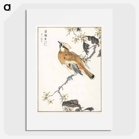 アートポスター-Eastern Waxwing
 - 鳥類図鑑 Poster.