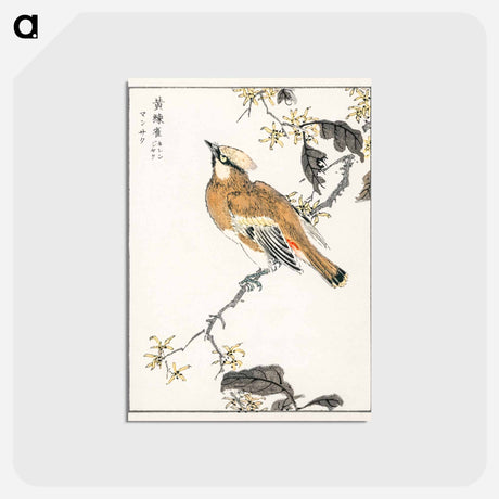 アートポストカード-Eastern Waxwing
 - 鳥類図鑑 Postcard.