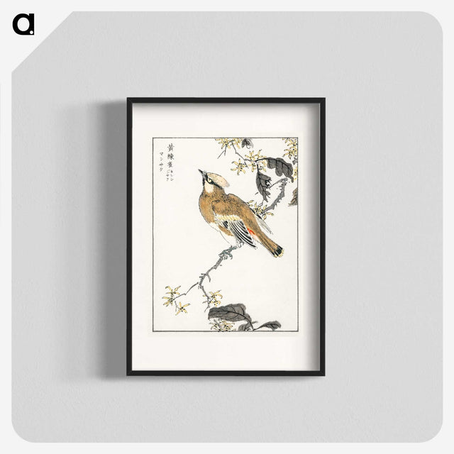1-26_Pictorial-Monograph-of-Birds_blk
